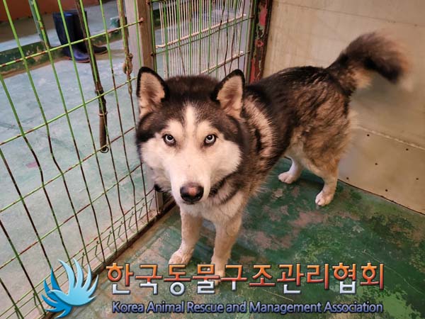 한국동물구조관리협회_441414202300111